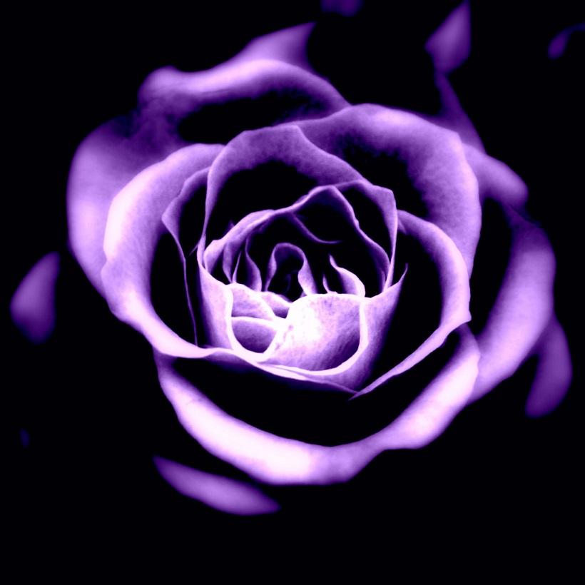 ベスト かっこいい 紫 花 イラスト 最高の新しい壁紙aahd