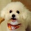 Jewel・チャッピーのサムネイル