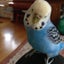 画像 青い鳥のブログのユーザープロフィール画像