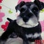 画像 岡山県倉敷市　Ｍ.シュナウザー・トイ　プードル　子犬販売サイトのユーザープロフィール画像