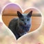 画像 我が家の猫チャンのユーザープロフィール画像
