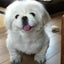 画像 看板犬がいる米粉パンと米粉のお菓子教室『椿の家』埼玉/南与野のユーザープロフィール画像