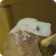 ちっさくってカワイイ生き物たち
