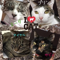 女鈴(じょりーん）のプロフィール