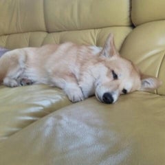 KIBUNEのプロフィール