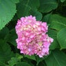 紫陽花のプロフィール