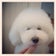 dog salon  atelier mimi  ブログ