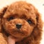 りんごのサムネイル