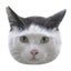 ねりまねこのサムネイル