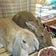 ♪らぱんな♪　うさぎ部屋