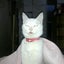 画像 ジル子の母猫日記のユーザープロフィール画像