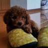 みかんのプロフィール