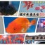 画像 金魚やぶろぐ by 佐々木養魚場のユーザープロフィール画像