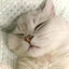 画像 猫が大好き♡マユミンのブログのユーザープロフィール画像