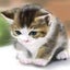 画像 たまには、猫カフェ　　熊谷市保護猫カフェGoodLuckは閉店しましたのユーザープロフィール画像
