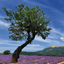画像 ヴィアローム　～南仏プロヴァンスのオーガニックアロマ～のユーザープロフィール画像