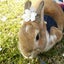 画像 ミニウサギとミニシュナ青空マリの1日1歩♪のユーザープロフィール画像