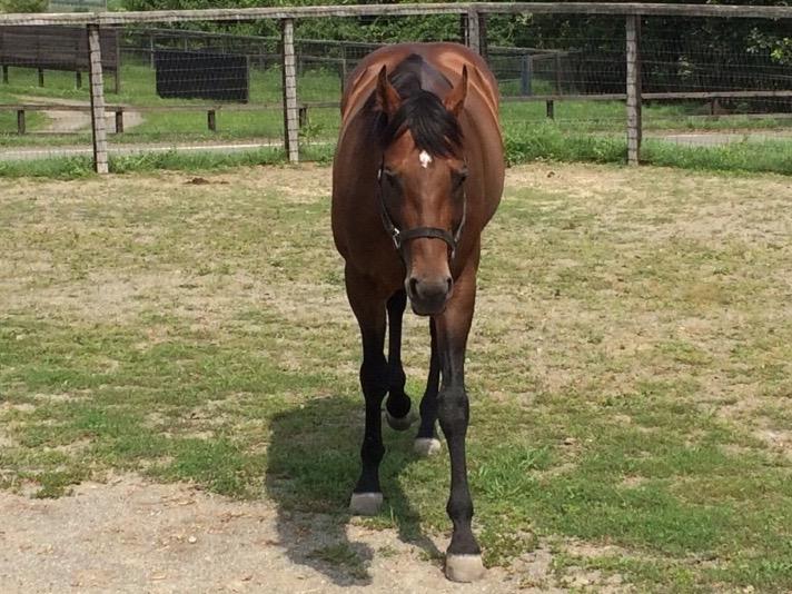 三冠馬の馬体重 オラゴクウのブログ