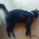 猫の尾to尻