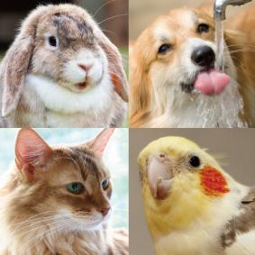 なおたんのペットグッズ