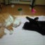 画像 猫と過ごす日々…天国のたんちゃんへのユーザープロフィール画像