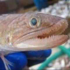 エソ吉のプロフィール