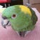 MAKOのインコブログ