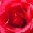 散る花と　咲く花が　いつもここにある