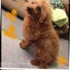 タマのサムネイル