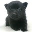画像 子犬のブリーダーによる子犬販売のブログのユーザープロフィール画像
