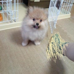 とこりんのプロフィール