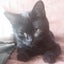 黒猫のサムネイル
