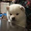 KENNEL夢楽のサムネイル