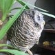 びぃちゃんのおすすめのサムネイル