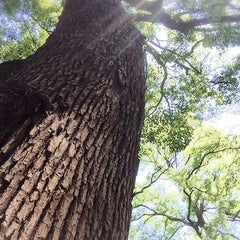 SEIのプロフィール