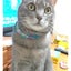 画像 猫大好きLiSAのブログのユーザープロフィール画像