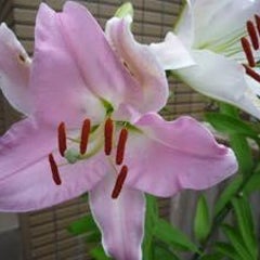 りん♪のプロフィール