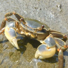 カニらしいカニ アカテガニ 立派なハサミに魅せられて お気ままカニ記録