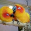 画像 奈良  生駒で とりカフェ   Bird cage  です。のユーザープロフィール画像