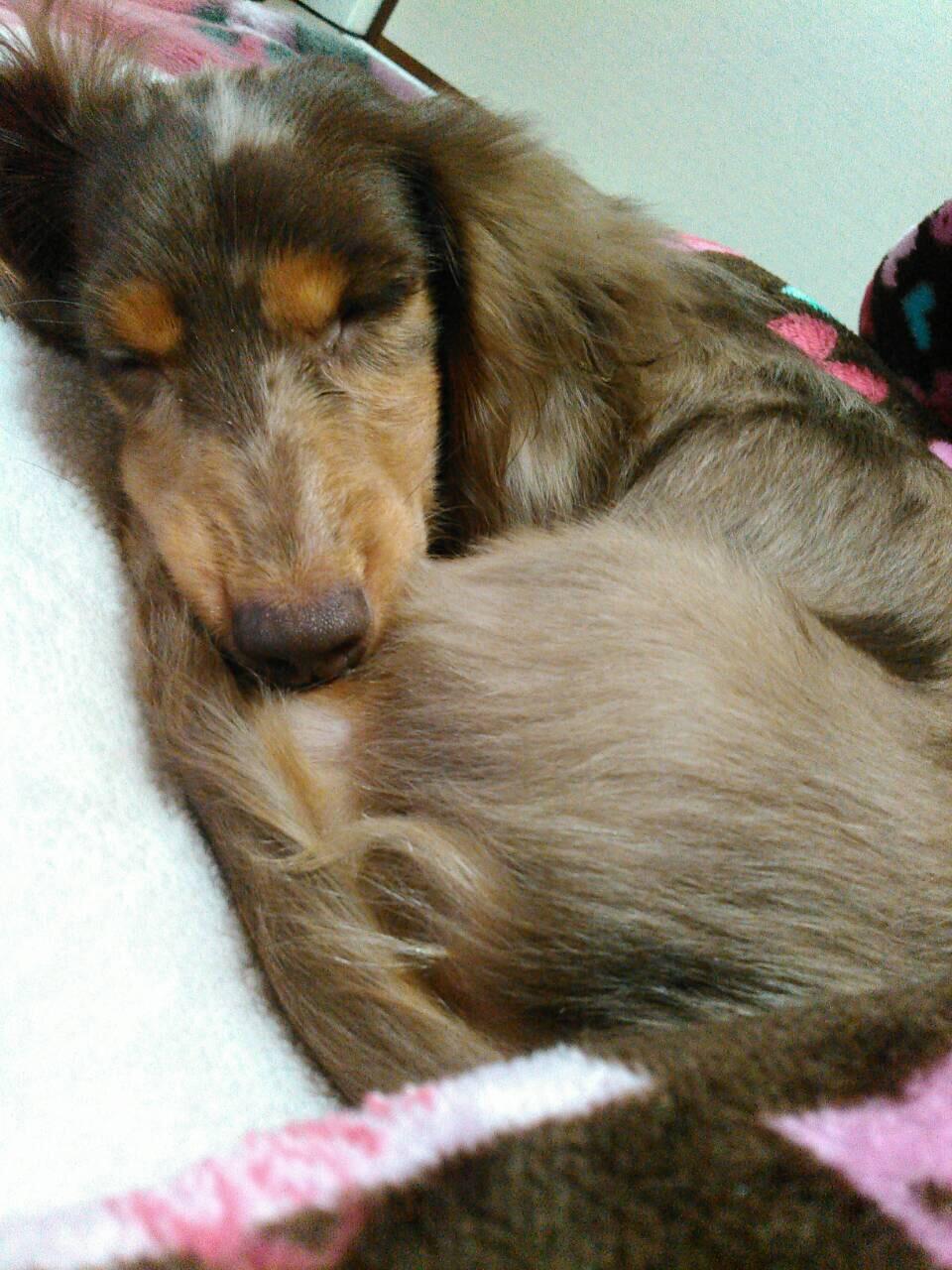 犬は なぜ 攻撃的な 行動にでるのか 飼い主に対して 吠えまくってまったく言うことを聞かないバカ犬が わずか7日間で おりこうさんに なった方法 犬は なぜ 攻撃的な 行動にでるのか 飼い主に対して 吠えまくってまったく言うことを聞かないバカ犬が わずか7日間で おりこうさんに なった方法