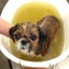 画像 犬とニームのお店  SELECT BY HONDEHOKのユーザープロフィール画像