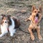 dogschoolspicaのサムネイル