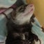 kayocheのサムネイル