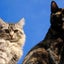 画像 「下町の猫たち クワトロの会」のユーザープロフィール画像