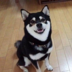 柴犬マニアのための毛色の遺伝 幼獣ウメシバ