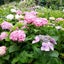 画像 botanyuriの一日…花を愛で♪野菜を愛し…のユーザープロフィール画像