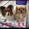 ここもものプロフィール