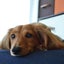 画像 短足犬とんすけとおとちゃんおかちゃんのほほん日記のユーザープロフィール画像
