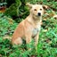 画像 Mela☆山の中に住む犬。のユーザープロフィール画像