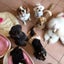 画像 Dog Salon Petit Chien★ドッグサロン  プチシャン★のユーザープロフィール画像